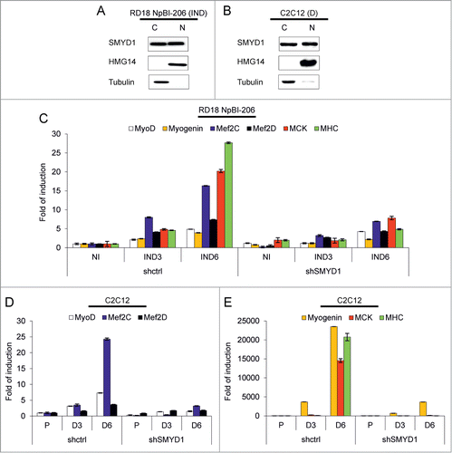 Figure 5. SMYD1 is present in both the cytoplasm and the nucleus of differentiating cells and its downmodulation impairs transcription of myogenic genes. (A) Western blot analysis of the indicated proteins in cytoplasmic (C) and nuclear (N) extracts of RD18 NpBI-206 cells treated with doxycycline for 3 days (miR-206 induced, IND). (B) Western blot analysis of the indicated proteins in cytoplasmic (C) and nuclear (N) extracts of C2C12 cells after 5 days in differentiation medium (D). (C) Real-time PCR analysis of the indicated transcripts in total RNA extracted from RD18 NpBI-206 cells infected with a constitutive control (shctrl) or SMYD1-directed (shSMYD1) shRNA, treated or not with doxycycline for the indicated days (miR-206 not induced, NI; miR-206 induced, IND). (D and E) Real-time PCR analysis of the indicated transcripts in total RNA extracted from C2C12 cells infected with a constitutive control (shctrl) or SMYD1-directed (shSMYD1) shRNA, grown in proliferation medium (P) and after 3 or 6 days in differentiation medium (D3, D6).