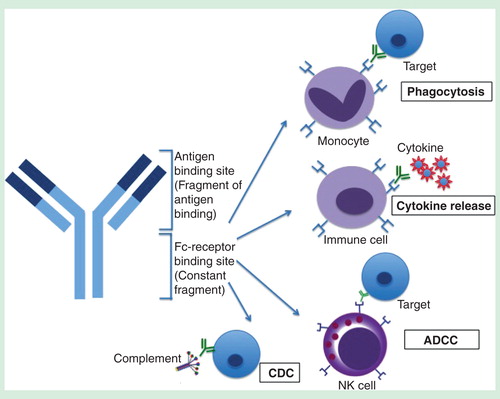Figure 1. Structure of an antibody and its associated Fc-mediated effector functions that can be activated by the Fc region. The Fab region is responsible for specific antigen binding whereas the Fc region binds to FcγRs in immune cells, resulting in phagocytosis, cytokine release, ADCC and CDC.