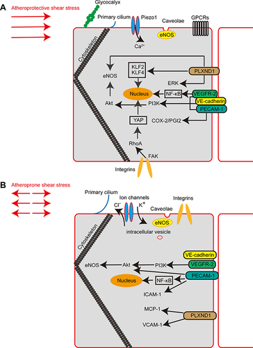 Figure 1 Major mechanosensors and signalling pathways involved in endothelial mechanotransduction. (A) Schematic diagram showing endothelial mechanosensors and signalling pathways in atheroprotective shear stress. (B) Schematic diagram showing endothelial mechanosensors and signalling pathways in atheroprone shear stress.