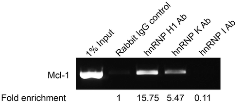 Figure 2. Binding of hnRNPs to Mcl-1 transcript. Binding of splicing factors to endogenous Mcl-1 pre-mRNA was determined by RNA immunoprecipitation using antibodies that target hnRNP H1, hnRNP K and hnRNP I. Fold enrichment of target mRNA was determined by qPCR.