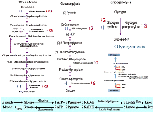 Figure 6. Role of insulin and glucagon in metabolic processes of carbohydrates (Dashty, Citation2013; McKee & McKee, Citation2012b).