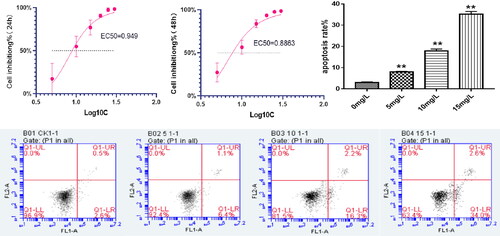 Figure 5. A: The rate of 24-h inhibition by PD (EC50 = 0.949); (B) the rate of 48-h inhibition by PD (EC50 = 0.8863); (C) flow cytometric analysis diagram, apoptosis is divided into four quadrants: Q1-UL (necrotic cells and debris), Q1-UR (late apoptotic cells), Q1-LL (normal cells), Q1-LR (early apoptotic cells); the sum of Q1-UR and Q1-LR; FL1-A: Annein-V staining, FL2-A: PI staining and effect of platycodin D was measured by flow cytometry on apoptosis of MH7A cells.