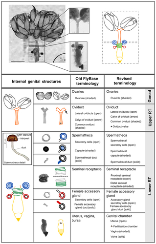 Figure 4. Visual atlas of internal female genitalia and reproductive structures. Confocal bright-field images and schematic of Drosophila melanogaster female (Canton S strain) reproductive system. Scale bar is 500 µm. The upper box shows the upper reproductive tract (upper RT) and the ovaries, the lower box is the lower reproductive tract (Lower RT). The lower panel displays individual structures with line drawings to aid identification. The internal structures and substructures include the gonad (ovaries), the upper RT (oviduct) and the lower RT (seminal receptacle, spermatheca, female accessory glands, genital chamber). Inset is a detail of the spermatheca to highlight substructures. Previous FlyBase terms are on the left and revised terms are on the right.