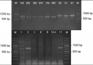 Figure 4. PCR-amplification of streptomycetes DNA for the gene involved in the synthesis of NRPS. M- DNA Ladder (Fermentas); the number of each lane corresponds to the numbers of the strains.