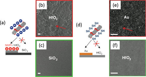 Figure 23. (a) Selective deposition of CNTs based on electrostatic directed assembly. (b), (c) SEM images of (b) HfO2 and the (c) SiO2 area of the patterned substrate. Scale bars = 1 μm. (d) Selective deposition of CNT based on the metal-ligand directed assembly. (e), (f) SEM images of (e) Au and the (f) HfO2 area of the patterned substrate. Scale bars = 100 nm. Reprinted with permission from J M Lobez and A Afzali 2013 Chem. Mater. 25 3662. Copyright 2013 American Chemical Society.