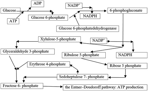 Figure 2. The role of pentoses shunt at the erythrocyte level in the synthesis of macro-active compounds and in the prevention of oxidation processes.