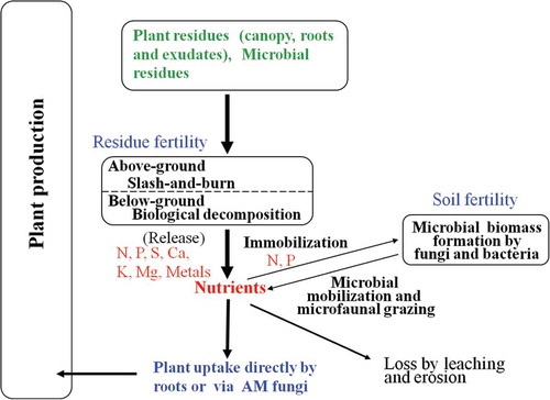 Figure 3 A scheme of Ecosystem Fertility for slash-and-burn cultivation.
