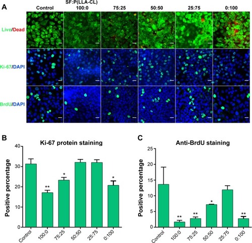 Figure 3 Cell viability and proliferation on different SF/P(LLA-CL) membranes.Notes: The first row of (A) shows the results of the live/dead kit test, and few dead cells can be seen. The second row of (A) shows Ki-67 protein staining, and the third row of (A) shows BrdU staining under laser scanning confocal microscopy. The scale bar indicates 50 μm in (A). The histogram of the positive percentage of Ki-67 protein staining is shown in (B). The histogram of the positive percentage of BrdU staining is shown in (C). *P<0.05, **P<0.01.Abbreviations: DAPI, 4,6-diamidino-2-phenylindole; SF, silk fibroin; P(LLA-CL), poly(l-lactic acid-co-ε-caprolactone).