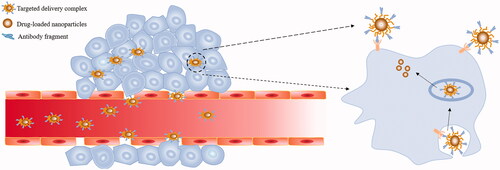 Figure 2. Targeted drug delivery system based on antibody fragments. Targeted delivery complexes that composed of antibody fragments coupled with drug-loaded nanoparticles enter tumour cells by antibody fragment-mediated endocytosis. Under the degradation of lysosomes, the complex releases anti-tumour activity drugs to eradicate tumour cells.