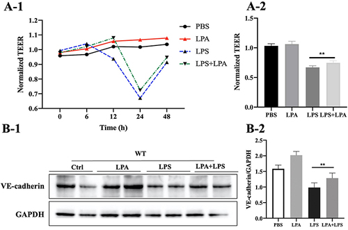 Figure 4 LPA facilitates expression of VE-cadherin in MLMECs. (A-1) The effects of LPA on the transmembrane resistance of MLMECs were examined by measuring the TEER. (A-2) The statistical analysis of TEER in 24h. (B-1) Western blot analysis to assess the effects of LPA treatment on expression of VE-cadherin. (B-2) Quantitative analysis of the Western blot data (n = 6), **p < 0.01 vs LPS group.