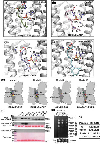 Figure 4. YWHA/14-3-3 proteins recognize TFEB p-S211-peptide by a non-canonical mode. (a-c) A combined ribbon-and-stick representation of the ‘mode I’ (PDB: 1QJB) (a), ‘mode II’ (PDB: 1QJA) (b) and ‘mode III’ (PDB: 1Q9D) (c) binding motifs for YWHA/14-3-3 proteins. The consensus binding motifs for each mode are indicated in each panel. Besides the phosphorylated-serine-mediated electrostatic interactions, R(−3) and S(−2) in mode I, R(−4) in mode II and the carboxyl tail of V(+1) in mode III also contribute to the binding. (d) TFEB binds to YWHA/14-3-3 proteins via a noncanonical mode. Compared with the canonical mode I and II binding motifs, the TFEB p-S211-peptide lacks the N-terminal arginine but contains C-terminal hydrophobic residues that bind to the lower part of the target-binding groove, which can be defined as mode IV. (e) The schematic models of the different YWHA/14-3-3-binding modes (mode I-IV). In this drawing, YWHA/14-3-3 proteins are colored in gray and their central target-binding grooves are highlighted in dark gray. The phosphorylated peptides are drawn as black lines and the key residues for binding to YWHA/14-3-3 proteins in different modes are depicted as green dots (S[−2]), blue triangles (R[−3] or R[−4]), red forks (p-S[0]), yellow pentagons (P[+2]), pink squares (V[+1]-COOH) and orange parallelogram (L[+5]). (f-g) GST affinity-isolation analysis (f) and yeast two-hybrid assay (g) of the interactions between the TFEB mutants and YWHAB. As compared to the wild-type protein, the point mutations in TFEB affected its binding to YWHAB. The interaction between TP53/p53 and T-Ag were used as the positive control for yeast two-hybrid assay. T-Ag, SV40 T antigen. (h) The binding affinities between TFEB p-S211-peptide (with mutations) and YWHAB determined by ITC experiments. The T208R mutation can enhance the binding affinity but the S209A and L216Q mutations both reduce it.