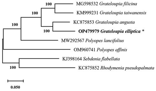 Figure 1. The phylogenetic tree (maximum likelihood) of the all publicly available Halymeniales mitogenome was included and mitogenomes from Rhodymenia pseudopalmata (Rhodymeniales) and Sebdenia flabellata (Sebdeniales) were included as outgroups. The asterisks beside Grateloupia elliptica denote the newly discovered mitochondrial genome.