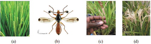 Figure 1. (a) clean plants; (b) female diopsid; (c) dead heart on seedling; (d) whitehead.