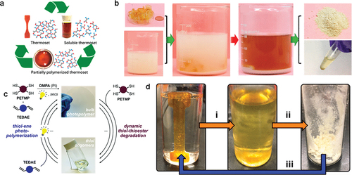 Figure 6. Chemical recycling of vitrimers. (a) Recycling steps of EN-VAN-AP [Citation70]. (b) Pictures showing the dissolution of epoxy thermoset and extraction of DEHS as a biolubricant [Citation71]. (c) Reaction scheme for recycling and repolymerizing cross-linked photopolymers by a free radical thiol-ene polymerization and an anionic thiol–thioester dynamic degradation. In particular, the pristine polymer is initially prepared by photo-initiated thiol-ene polymerization between a stoichiometric ratio of a tetra-thiol and a thioester-containing diallyl ether. The bulk photopolymer is degraded into thiol oligomers by thiol–thioester exchange with a defined amount of a tetra-thiol under basic conditions. Subsequently, these oligomers are polymerized with a thioester-containing diallyl ether by a photo-initiated thiol-ene reaction. Three complete cycles of this procedure are demonstrated here to indicate the capacity for full recovery of the initial polymer [Citation72]. (d) Chemical recycling of vitrimers: (i) addition of excess monofunctional amine, (ii) precipitation of modified prepolymer, and (iii) reintroduction of tris(2-aminoethyl)amine (TREN) to yield rejuvenated networks [Citation74].