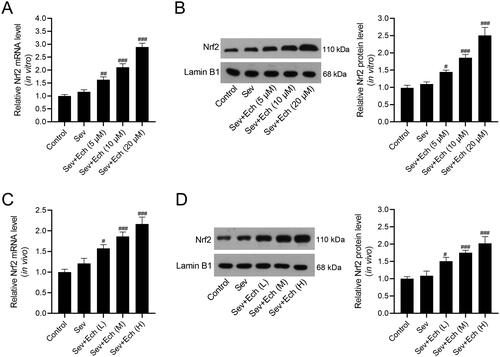 Figure 3. Ech activates Nrf2 in hippocampal neurons and hippocampus of aged rats. (A and B) The mRNA and protein levels of Nrf2 in vitro were detected by qRT-PCR and western blot. (C and D) The mRNA and protein levels of Nrf2 in vivo were detected by qRT-PCR and western blot. Compared with the Sev group, #p < 0.05, ##p < 0.01, ###p < 0.001.