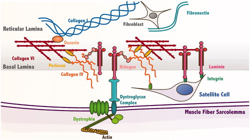 Figure 1. Schematic diagram of the satellite cell (SC) niche. SCs reside between the basal lamina (BL) and the muscle fiber sarcolemma where they interact with matrix components of the niche. Through integrins, SCs bind to collagen type IV and laminin. The ECM protein nidogen helps cross-link these two components into a matrix. They in turn bind to collagen type VI and several proteoglycans including perlecan and decorin. Collagen type VI integrates the BL with the reticular lamina composed primarily of collagen types I and III and fibronectin. On the other side of the SC niche, the muscle fiber sarcolemma links to the BL through the dystroglycan complex, which binds to the actin cytoskeleton thorough dystrophin and to laminin in the BL.