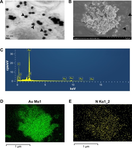 Figure 2 TEM and SEM–EDS analyses of synthesized Drp-AuNPs.Notes: (A) TEM and (B) SEM images of the as-synthesized Drp-AuNPs. (C) EDS of the Drp-AuNPs. Elemental mappings of (D) Au and (E) N in the SEM image. Arrows in (A) indicate the morphology and size of the Drp-AuNPs. Arrows in (B) indicate the dispersed AuNPs. Scale bars in the pictures indicate the corresponding length.Abbreviations: TEM, transmission electron microscope; SEM, scanning electron microscope; EDS, energy-dispersive X-ray spectroscopy; Drp-AuNP, D. radiodurans protein extract-mediated gold nanoparticle; AuNP, gold nanoparticle; D. radiodurans, Deinococcus radiodurans.