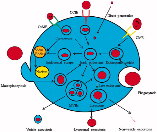 Figure 3. Endocytotic and exocytotic machinery of nanosomes, both of CME and CvME internalize cargoes across biological membranes. In particular those labeled with folic acid, transcobalamin, transferrin, hormones and growth factors. CME is the predominant path of internalization for positively charged nanosystems. However, CvME is recommended as portal for entry for anionic nanosystems. Thus, nano-drug delivery cargoes can be actively targeted to specific cells. The CCIE pathway of nanosystem import does not depend on the presence of clathrin or caveolin in the import of nanosystems. After internalization, the vesicles containing nanosystems are recycled to the plasma membrane, or targeted to late endosomes and later to lysosomes. The cargoes labelled to organelles targeting must escape the lysosomal degradation. Finally, nanosystems are exocytosed as elements, or as natural nanocarriers in the form of exosomes, microvesicles, or apoptosome.