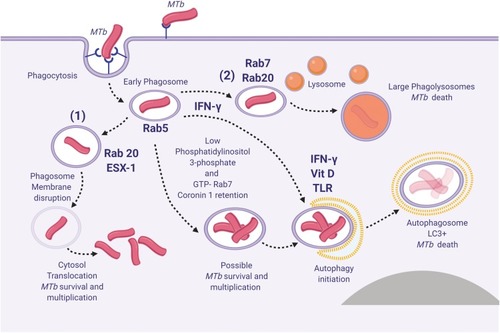 Figure 1 Spatiotemporal dynamic model of the possible fates of Mycobacterium tuberculosis (MTb) following macrophage phagocytosis (1) MTb can prevent early phagosome maturation and by the action of Rab20-trafficking, the ESX-1 will destabilize and disrupt the phagosome membrane allowing MTb direct access into the macrophage cytosol, followed in certain conditions by MTb survival and multiplication; (2) Some early phagosomes will undergo normal maturation, will fuse with the lysosomes and MTb will be killed (by reactive nitrogen intermediates, low pH, ROS, antimicrobial peptides and Fe deprivation mediated by iron scavengers, as lactoferrin, and NRAMP1);Citation80 occasionally MTb can survive within the mature phagolysosome; (3) Blocking of the early phagosome maturation (mainly by inhibiting PI3P generation) followed by intravesicular MTb replication; (4) Delivery of the early endosomes or early-endosomes-to autolysosomes, where typically the activity of Mtb will be suppressed. Inspired from Philips et alCitation81 and Schnettger et al.Citation82 Figure 1 was created using BioRender.Abbreviations: NRAMP1, natural resistance-associated macrophage protein 1.