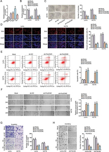 Figure 1. Silencing FALEC could inhibit cell proliferation, motility and angiogenesis in CRC