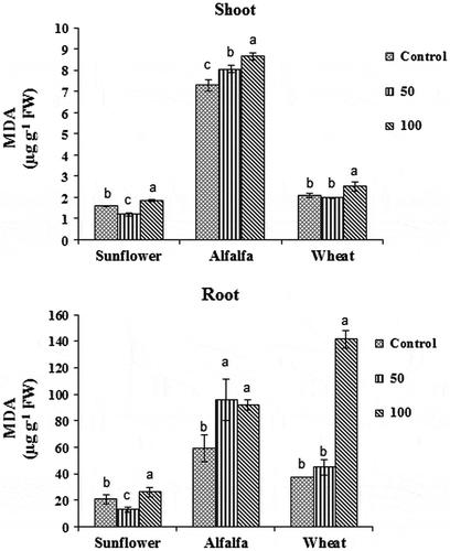 Figure 3. The effects of different fluorene concentrations in soil (Control, 50 and 100 mg kg−1) on malondialdehyde (MDA) content in the shoots and roots of wheat, alfalfa, and sunflower plants