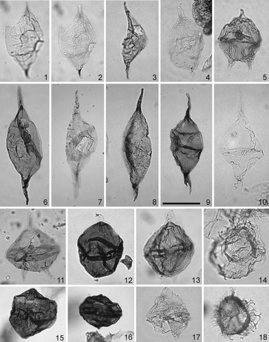 Plate 9. Scale bar in figure 9 represents 40 μm for all specimens. The photomicrographs were all taken using plain transmitted light. Figures 1, 2. Andalusiella sp. A. Sample OH 14, slide 1, EF Q46/4. Specimen in dorsal view, differing levels of focus showing the intercalary archeopyle, and apical and antapical horns. Figure 3. Palaeocystodinium sp. B of Oboh-Ikuenobe et al. Citation1998. Sample OH 14, slide 1, EF V52/3. Specimen in dorsal view, high focus. Figure 4. Palaeocystodinium bulliforme Ioannides Citation1986. Sample OH 2, slide 1, EF O54/4. Figure 5. Cerodinium pannuceum (Stanley 1965) Lentin & Williams 1987. Sample OH 7, slide 1, EF P52. Note the striated and granulated wall. Figure 6. Palaeocystodinium golzowense Alberti 1961. Sample OH 17, slide 1, EF D43/2. Figure 7. Palaeocystodinium australinum (Cookson 1965) Lentin & Williams 1976. Sample OH 1, slide 2, EF J32. Specimen in dorsal view, low focus. Note the lateral spur on the antapical horn. Figure 8. Andalusiella mauthei Riegel 1974 subsp. punctata (Jain & Millepied 1973) Masure et al. 1996. Sample OH 9, slide 2, EF H34/3. Note the two antapical horns with forking close to the central body. Figure 9. Andalusiella gabonensis (Stover & Evitt Citation1978) Wrenn & Hart 1988. Sample OH 18, slide 1, EF S31/2. Specimen in right dorsolateral view, low focus. Note the intercalary archeopyle and operculum in situ. Figure 10. Andalusiella spicata (May Citation1980) Lentin & Williams 1981. Sample OH 14, slide 1, EF N56/2. Specimen in left lateral view, high focus. Note the intercalary archeopyle and two antapical horns. Figure 11. Cerodinium navarrianum (Srivastava Citation1995) Williams et al. 1998. Sample OH 1, slide 2, EF N56/1. Specimen in ventral view, high focus. Figure 12. Trithyrodinium evittii Drugg Citation1967. Sample OH 18, slide 1, EF K55/4. Specimen in dorsal view, high focus. Note the intercalary type 3I archeopyle and operculum in situ. Figure 13. ?Senegalinium sp. D. of Jain & Millieped 1973. Sample OH 3, slide 1, EF D35. Specimen in ventral view, high focus. Figure 14. Hystrichostrogylon coninckii Heilmann-Clausen in Thomsen & Heilmann-Clausen 1985. Sample OH 10, slide 1, EF U33/2. Specimen in dorsal view, low focus. Figure 15. Trithyrodinium striatum Benson Citation1976. Sample OH 11, slide 1, EF G49/1. Specimen in dorsal view, high focus. Note the intercalary type 3I archeopyle and striated wall. Figure 16. Andalusiella dubia (Jain & Millepied 1973) Lentin & Williams Citation1980. Sample OH 19, slide 1, EF J50/4. Specimen in ventral view, low focus. Note the intercalary archeopyle and operculum in situ. Figure 17. Chatangiella aff. verrucosa (Manum 1963) Lentin & Williams 1976. Sample OH 14, slide 1, EF V40. Specimen in dorsal view, high focus. Figure 18. Hafniasphaera septata (Cookson & Eisenack 1967) Hansen Citation1977. OH 12, slide 1, EF B32, focus on the wall structure, archeopyle and processes.