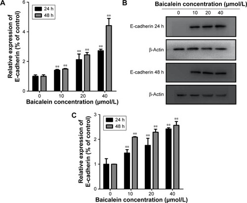 Figure 11 Baicalein increases the expression of E-cadherin in MDA-MB-231 cells.