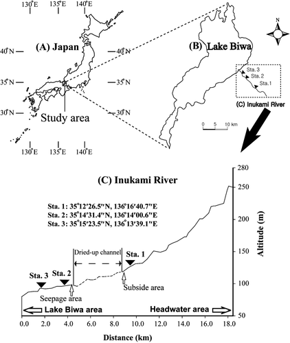 Figure 1.  (A) Map of the study area in Japan. (B) Map of the study stations along the Inukami River and in Lake Biwa. (C) A longitudinal section of the Inukami River, including Station (Sta.) 1 in the upper reach, and Stations 2 and 3 in the lower reaches of the dried-up channel. The arrows indicate the locations and characteristics of stations along the Inukami River.