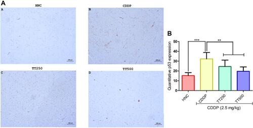 Figure 8 Effect of TT on immunostaining intensity for p53 protein in CDDP induced neurotoxicity in rats. (A) Representative photomicrographs (×400) of p53 immunohistochemistry of rat brain, (B) Quantitative expression of p53. Results are expressed as mean ±SD (n=6) and analyzed using one-way ANOVA followed by Tukey's post hoc test. *p<0.001 indicates significant difference compared to HNC group; **p<0.001 indicates significant difference compared to CDDP group.