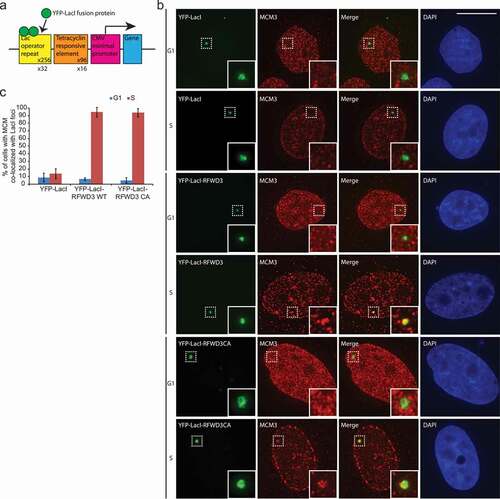 Figure 2. RFWD3 co-localized with MCM during S phase. (a). Schematic representation of the 2-6-3 CLTon locus in human U2OS cells. (b). Representative images of YFP-LacI, YFP-LacI-RFWD3 WT, or YFP-LacI-RFWD3-CA with MCM3 during G1 or S phase of the cell cycle. Scale bar denotes 15 µm. (c). Quantification of A. Cell number > 45. Values (means ± S.D.) are from four independent experiments