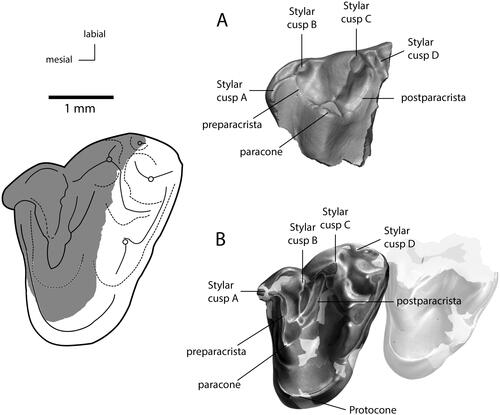 Figure 5. Occlusal views of upper molars assigned to Bishopidae. A, MPM-PV22879, modified from Martin et al. (Citation2022). B, NMV P231328, modified from Rich et al. (Citation2020). Reconstruction of MPM-PV22879 homologous to NMV P231328 (grey shading) modified from Martin et al. (Citation2022).