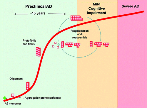 Figure 1. Schematic diagram of Aβ aggregation in the context of Alzheimer disease progression. The diagram is based on in vitro aggregation data and in vivo findings of Aβ plaque formation. The disease has a prolonged preclinical state, in which Aβ peptides undergo major structural transitions to form oligomers then fibrils. These fibrils undergo continuous fragmentation and reassembly during the course of the disease.Citation46