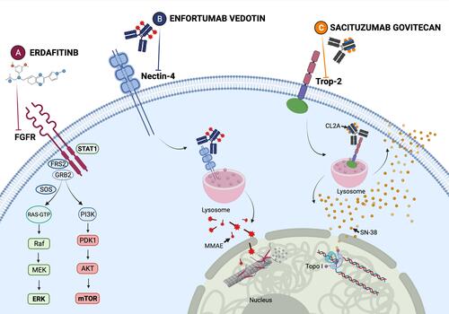 Figure 2 (A) Erdafitinib: a small-molecule tyrosine kinase inhibitor that works as a potent selective inhibitor of FGFR1–4. The FGF/FGFR signaling pathways mainly include Ras/Raf-MEK-MAPKs (mitogen-activated protein kinases), PI3K/AKT (phosphatidylinositol-3 kinase–protein kinase (B), STAT (signal transducer and activator of transcription). (B) Enfortumab vedotin (EV): an antibody–drug targeting nectin-4, a cell adhesion molecule highly expressed in several solid tumors, conjugated to monomethyl auristatin E (MMAE), a microtubule-disrupting agent. (C) Sacituzumab govitecan (SG): a humanized monoclonal antibody IgG1k conjugated to SN-38, the active metabolite of irinotecan. The antibody targets trophoblast cell surface antigen-2 (Trop-2), a transmembrane glycoprotein implicated in cell cancer growth, invasion, and spread. The compound, internalized by cancer cells, leads to topoisomerase I inhibition, causing eventually cell death. Otherwise, the ADC is held together by the hydrolyzable linker CL2A, enabling SN-38 to be released into the tumor microenvironment, attacking adjacent tumor cells, with a bystander effect. On balance, both EV and SG have the potential to release the payload to the peripheral circulation, with a comparable toxicity profile. Created with BioRender.com (2022).