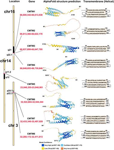 Figure 1 CMTM family members structure according to AlphaFold Protein Structure Database and GeneCards.