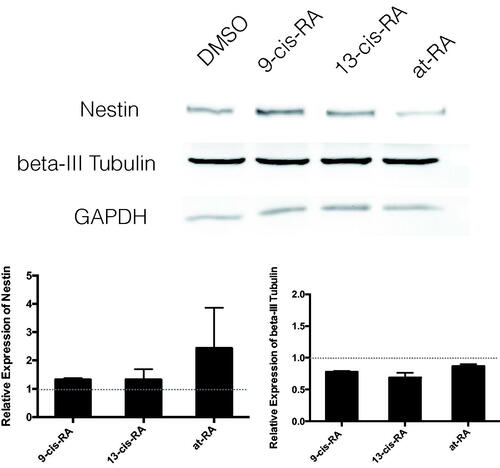 Figure 3. Relative protein expression of neural differentiation markers Nestin and β-III Tubulin measured by Western blot. Relative protein expression of neural Nestin and β-III Tubulin after 3 days treatment of DMSO, 9-cis-RA, 13-cis-RA and at-RA were detected by Western blot respectively, and the relative expression level was calculated using gray value analysis. Treatment group of 9-cis-RA, 13-cis-RA and at-RA was upon normalization to the DMSO-treated control group.