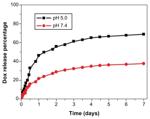 Figure 2 In vitro release profile of doxorubicin (DOX) from DOX-loaded magnetic Fe3O4 nanoparticles at pH 5.0 in acetate buffer and pH 7.4 in phosphate buffered saline.Note: The results presented show the average from three measurements.