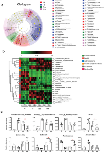 Figure 4. The composition of gut microbiota (n = 6). (a) Cladogram generated from LEfSe analysis for C, M, R-h, and H-h groups; nonparametric factorial Kruskal-Wallis (KW) sum-rank test, LDA> 3.5, p < .05. (b) Heatmap of gut microbiota at the genus level based on LEfSe analysis results. (c) Group difference analysis of representative intestinal bacteria. (Compared to the M group, *p < .05, **p < .01. Comparison of R-h group and H-h group, #p < .05, ##p < .01). C, control group; M, model group; R-h, raw licorice high-dose group; H-h, honey-roasted licorice high-dose group.