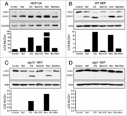 Figure 1. Chloroquine and monensin induce V-ATPase-dependent LC3 lipidation. (A to D) Representative western blots for LC3 and GAPDH on (A) MCF10A cells, (B) Wild-type MEFs (C), atg13−/− MEFs or (D) and atg5−/− MEFs treated with lysosome inhibitors bafilomycin A1 (Baf, 100 nM), chloroquine (CQ, 100 μM), monensin (Mon, 100 μM) for 1 h or with 15 min Baf pretreatment followed by CQ or Mon for 1 h. Ratios of lipidated LC3-II/unlipidated LC3-I were quantified and graphed. See Figure S2 for repeat protein gel blots and quantification. See also Figures S1 and S2.