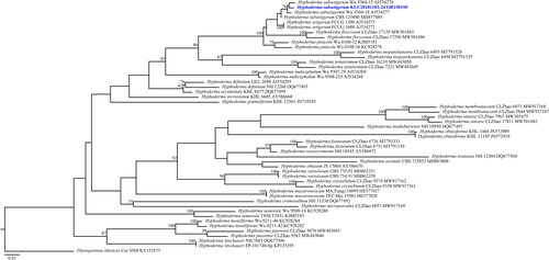 Figure 6. Maximum-likelihood tree of Hyphoderma subsetigerum KUC20181101-24. The tree was constructed based on ITS sequence datasets of the genus Hyphoderma. Physisporinus tibeticus was used as an outgroup. The newly generated sequence is shown in blue and bold. Bootstrap support values more than 70% are shown. The numbers after scientific name indicate specimen ID and GenBank accession number (ITS region).
