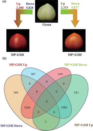 Figure 2. Analysis of gene expression during ripening and modulated by GSH in tomato fruits. (a) Analysis of differentially expressed genes (DEGs) between tomato fruits at immature stage (Green), mature period in untreated fruits (MP-GSH), and mature period in untreated fruits (MP+GSH). (b) Venn diagrams combining DEGs (up- and down regulated) among tomato fruits at different stages of ripening and under GSH treatment.