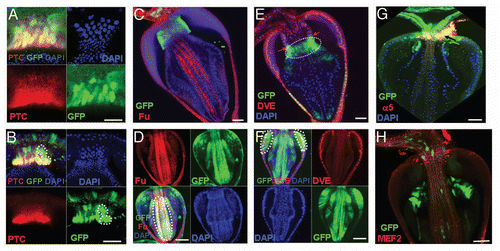 Figure 4 The GaSCs are multipotent gastric stem cells. (A and B) MARCM clones (4 days) to see the expression of Ptc in the clones. Ptc expressing cells are stem cells in (A and B). Cardia was stained with Ptc (red), GFP (green) and DAPI (blue). White dotted line in (B) shows the expression of Ptc is limited in stem cells (C) The cardia of wg-Gal4 UAS-GFP flies were stained with GFP (green) and Fu (red in C). (D) The flies with MARCM clones were dissected and stained with anti-GFP (green) and anti-Fu (red in D). (E) The Stat92E-GFP flies were stained with GFP (green) and Dve (red in E) antibodies. (F–H) The flies with MARCM clones were dissected and stained with anti-GFP or anti-Dve (red in F) or anti-Na/K ATPase α-subunit α5 (red in G) or anti-MEF2 (red in H). White line highlighted Fu-positive (D) or Dve-positive (F) cells. Black arrow in G points to Na/K ATPase α-subunit α5-positive cells. Anterior is at the top in all panels. Scale bars: 5 µm (A, B); 10 µm (C–H).