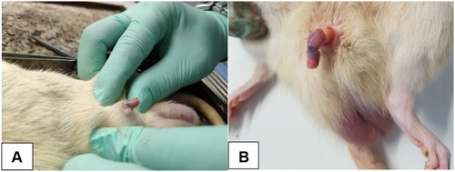 Figure 1 Normal rat penis before erection (A), erection induced by vacuum device and constrictor band (B).