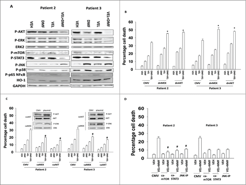 Figure 6. Altered signaling by ERK, AKT, mTOR, NFκB and STAT3 are associated with drug combination toxicity. (A) GBM cells (patient 2/3) were treated with DMF (5 μM), velcade (10 nM) or the drug combination. Cells were isolated 12 h after exposure and subjected to SDS PAGE followed by immunoblotting to determine the expression and phosphorylation of the indicated proteins (n = 3). (B) GBM cells (patient 2/3) were infected with recombinant adenoviruses to express empty vector (CMV); dominant negative MEK; dominant negative AKT. Twenty 4 h after infection cells were treated with DMF (5 μM), velcade (10 nM) or the drug combination. Cells were isolated 24 h after treatment and viability determined by trypan blue exclusion assay (n = 3, +/− SEM) *P < 0.05 greater than corresponding value in VEH cells. (C) GBM cells (patient 2/3) were infected with recombinant adenoviruses to express empty vector (CMV); constitutively active MEK; constitutively active AKT. Twenty 4 h after infection cells were treated with DMF (5 μM), velcade (10 nM) or the drug combination. Cells were isolated 24 h after treatment and viability determined by trypan blue exclusion assay (n = 3, +/− SEM) #P < 0.05 less than corresponding value in CMV cells. (D and E) GBM cells (patient 2/3) were transfected with empty vector plasmid (CMV) or plasmids to express constitutively active STAT3 or constitutively active mTOR. The JNK inhibitory peptide (JNK-IP) was used at 10 μM. Twenty 4 h after transfection cells were treated with DMF (5 μM), velcade (10 nM) or the drug combination. Cells were isolated 24 h after treatment and viability determined by trypan blue exclusion assay (n = 3, +/− SEM) *P < 0.05 greater than corresponding value in CMV cells.