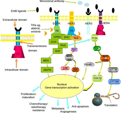 Figure 2 The EGFR family and ErbB family target network.