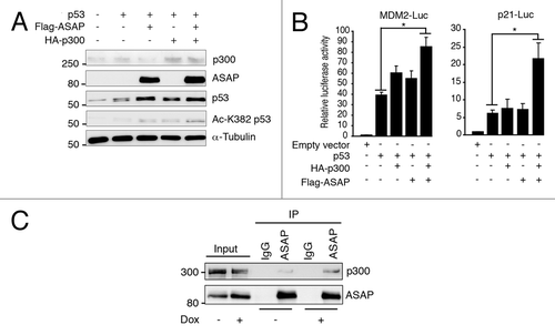 Figure 5. ASAP favors p300-dependent p53 acetylation. (A) SaOS-2 cells were transiently transfected with p53, Flag-ASAP and HA-p300 expression plasmids for 24 h and cell extracts were analyzed by western blotting with the indicated antibodies. α-Tubulin was included as loading control. (B) SaOS-2 cells were transiently transfected with 0.5 µg of luciferase reporter plasmids under the control of the MDM2 (left panel) or p21 promoter (right panel) alone, or with 0.02 µg p53, 1 µg Flag-ASAP or HA-p300 expression plasmids as indicated. Twenty-four h after transfection, firefly luciferase activity was determined in cell lysates and normalized against Renilla luciferase activity. (C) Total cell extracts from U2OS cells treated or not (-) with 0.1 µM Dox for 8 h were immunoprecipitated using mouse anti-IgG or monoclonal anti-ASAP antibodies. Precipitates were analyzed by immunoblotting with antibodies against ASAP and p300. The input loaded was 10% of the IP.