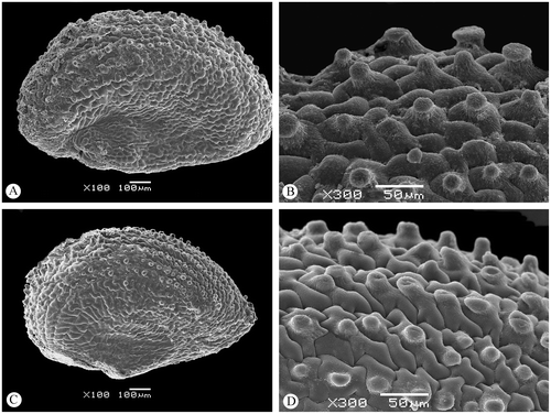 Figure 7. Seed micrographs of Arthrocnemum franzii (SEM) from the holotype. (A), (B) Seed of central flower (100× and 300×, respectively). (C), (D) Seed of lateral flower (100× and 300×, respectively).