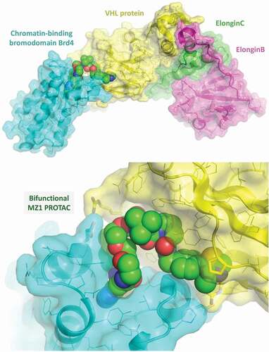 Figure 3. Crystal structure of a chromatin-binding bromodomain protein targeted for degradation bound to a von Hippel-Lindau:ElonginC:ElonginB substrate-recognition (E3 ubiquitin ligase) complex recruited by the heterobifunctional (BET inhibitor-VHL ligand) PROTAC MZ1