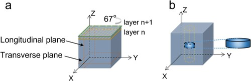 Figure 2. (a) Schematic illustration of the sample with the coordinate system showing the orientations. A scanning strategy with a layer-by-layer 67° rotation and the characterised planes are displayed. (b) The position and dimension of the specimen used for Micro-CT characterisation.