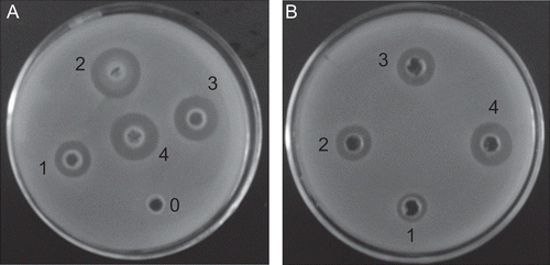 Figure 7.  MRSA (ATCC 43300) growth showing inhibitory rings caused by different doses (U/mL) of (A) CCHL, and (B) lysostaphin solution. 0, 0 U/mL 1, 1 U/mL, 2, 3 U/mL; 3, 5 U/mL; 4, 10 U/mL.