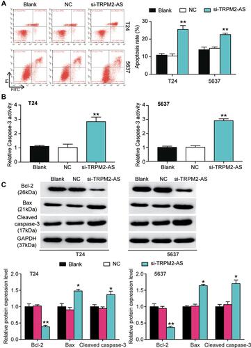 Figure 3 The promoting effect of si-TRPM2-AS on apoptosis of bladder cancer was confirmed. (A) Flow cytometry was employed to measure the cell apoptosis after transfecting si-TRPM2-AS, negative control and blank control. **P < 0.001 compared with blank group, ANOVA. (B) The caspase-3 activity assay was employed to measure the caspase-3 activity after transfecting si-TRPM2-AS, negative control and blank control. **P < 0.001 compared with blank group, ANOVA. (C) Western blot assay was employed to measure the protein expression of Bax, Cleaved caspase-3 and Bcl-2 after transfecting si-TRPM2-AS, negative control and blank control. *P < 0.05, **P < 0.001 compared with blank group, ANOVA.